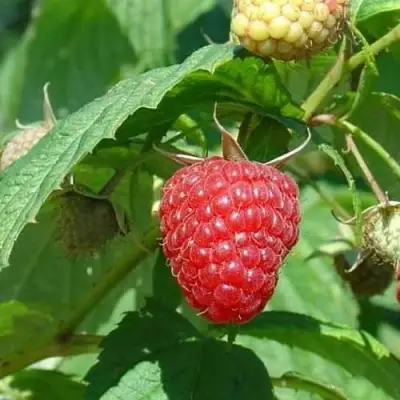 Малина КВЕЛЛИ в Речице