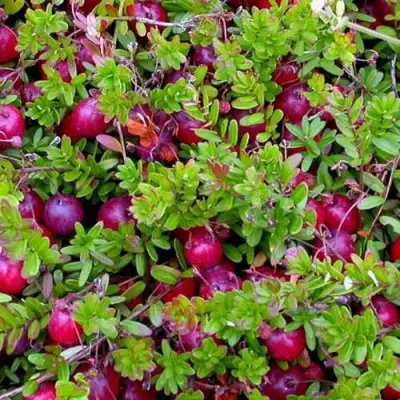 Клюква ПИЛИГРИМ в Речице