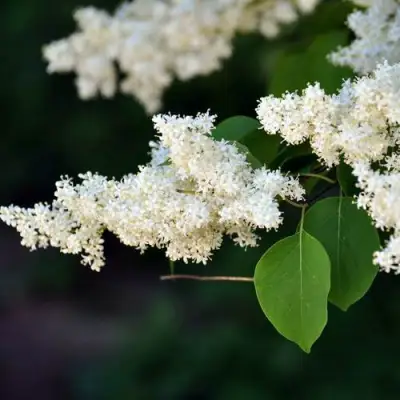Сирень АМУРСКАЯ в Речице