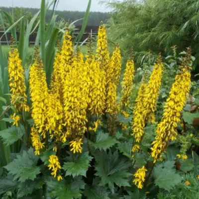 Бузульник ПРЖЕВАЛЬСКОГО в Речице