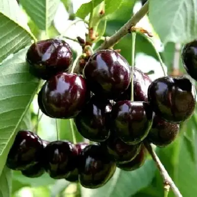 Дюк НОЧКА в Речице