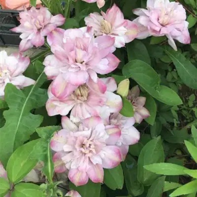 Клематис ИННОСЕНТ БЛАШ в Речице