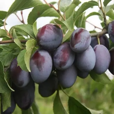 Слива РЕНКЛОД в Речице