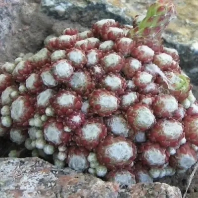 Молодило ГНАФАЛИУМ в Речице