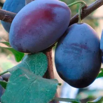 Слива СМОЛИНКА в Речице