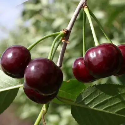 Вишня ЖАДАНА в Речице