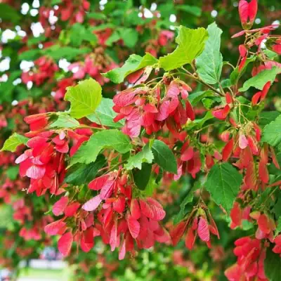 Клен татарский в Речице