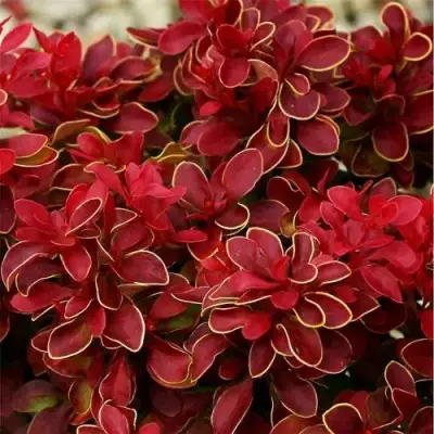 Барбарис РЕД ХОТ ЧИЛИ тунберга в Речице