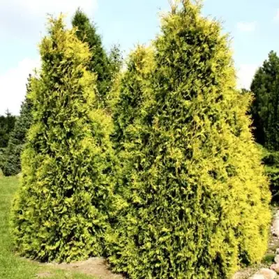 Туя САЛЛАНД западная в Речице