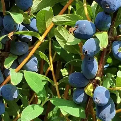 Жимолость съедобная КЛУБНИЧНАЯ СЕНСАЦИЯ в Речице