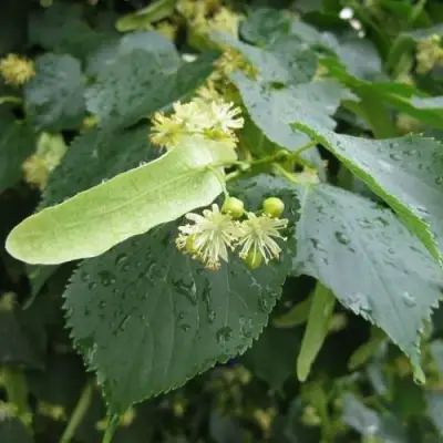 Липа мелколистная в Речице