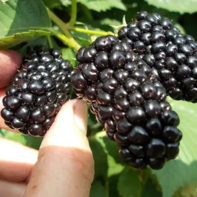 Ежевика НАТЧЕЗ бесшипная  в Речице