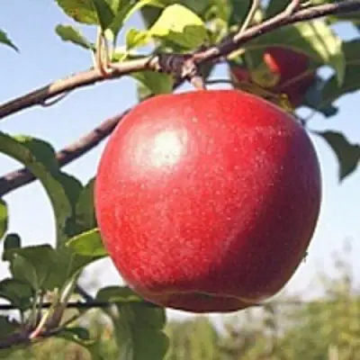 Яблоня ЛИГОЛ в Речице