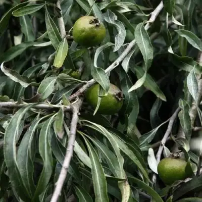 Груша ИВОЛИСТНАЯ в Речице