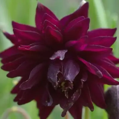 Аквилегия БАРЛОУ БОРДО обыкновенная в Речице