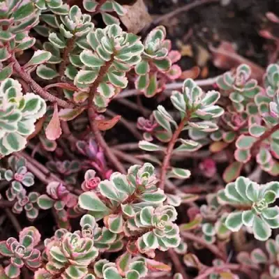 Очиток (седум) ТРИКОЛОР ложный в Речице