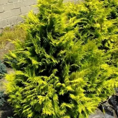 Кипарисовик ГОЛДЕН ВОНДЕР лавсона в Речице