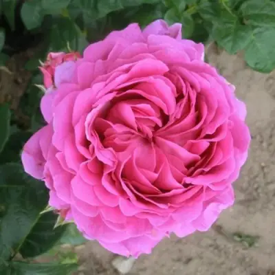 Роза АНУШКА чайно-гибридная в Речице