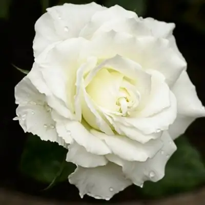 Роза МОНДИАЛЬ чайно-гибридная в Речице