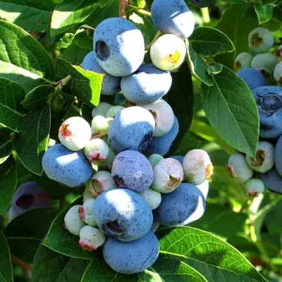 Голубика ВЕЙМУТ в Речице