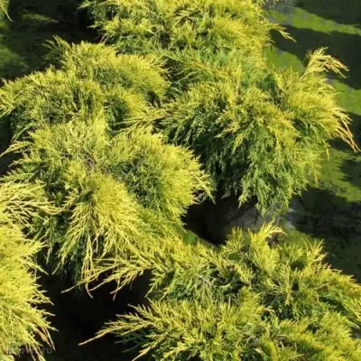 Можжевельник КИНГ ОФ СПРИНГ средний в Речице