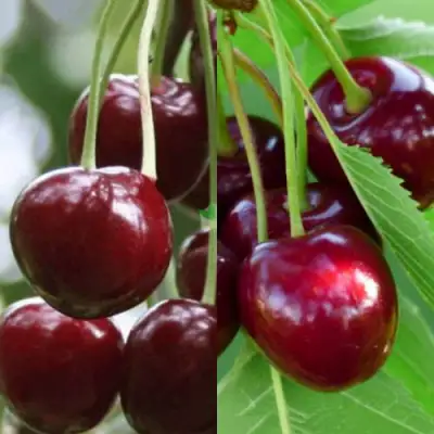 Комплект ВИШНЕВЫЙ ТАНДЕМ в Речице