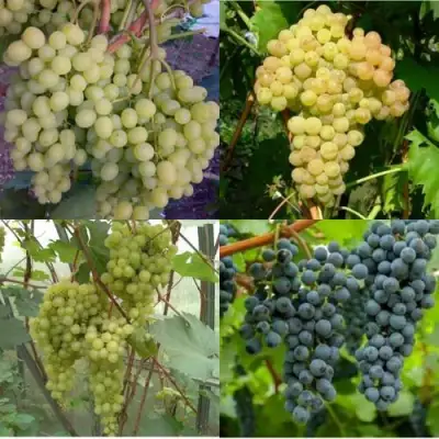 Комплект ВИНОГРАДНАЯ РАДУГА в Речице