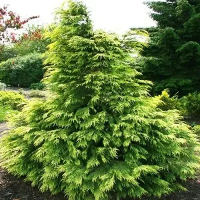 Кипарисовик САНКИСТ лавсона в Речице