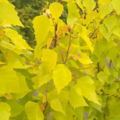 Берёза ГОЛДЕН ОБЕЛИСК повислая  в Речице