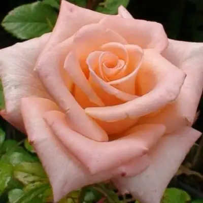 саженцы розы Ангажемент