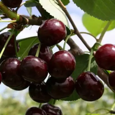 Дюк ИВАНОВНА в Речице