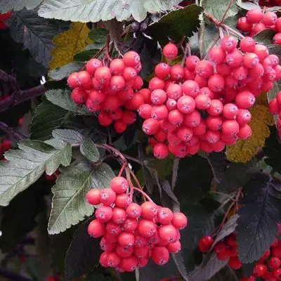 Рябина БОЯРЫШНИКОПЛОДНАЯ сладкоплодная в Речице