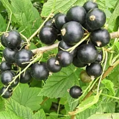 Смородина чёрная ЧЁРНЫЙ АИСТ в Речице