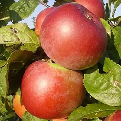 Яблоня АКСАМИТ в Речице