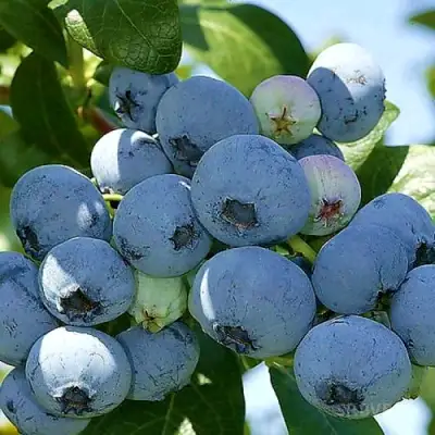 Голубика НУИ в Речице