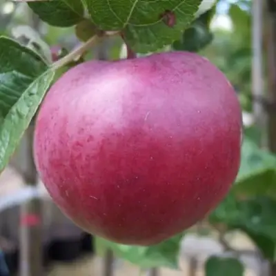 Яблоня НОРИС в Речице