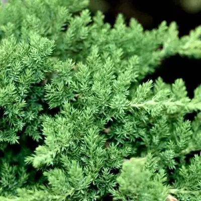 Можжевельник НАНА лежачий в Речице