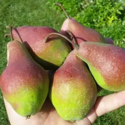 Груша ЯКОВЛЕВСКАЯ в Речице