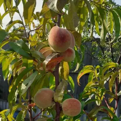 Персик ЕЛГАВСКИЙ в Речице