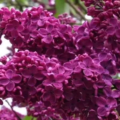 Сирень ЧАРЛЬЗ ДЖОЛИ в Речице