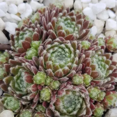 Молодило МОРКЕРС МЕРИТ в Речице