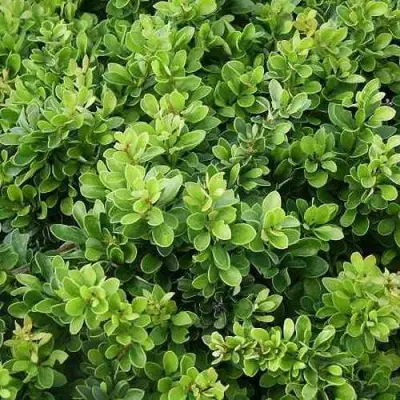 Барбарис КОБОЛЬД тунберга в Речице