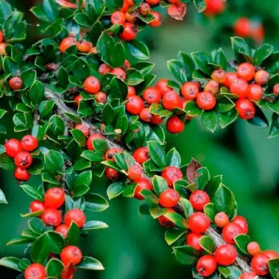 Кизильник горизонтальный в Речице