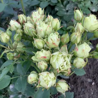 Роза ЛУВИАНА спрей в Речице