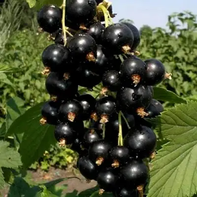 Смородина чёрная ВИНОГРАДНАЯ в Речице