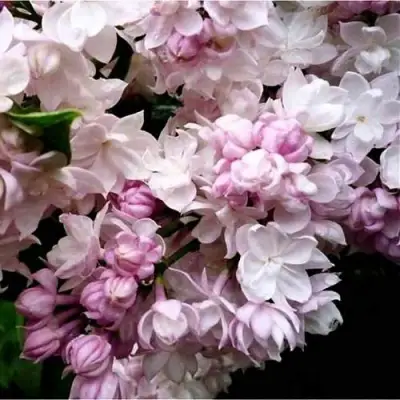 Сирень КРАСАВИЦА МОСКВЫ в Речице