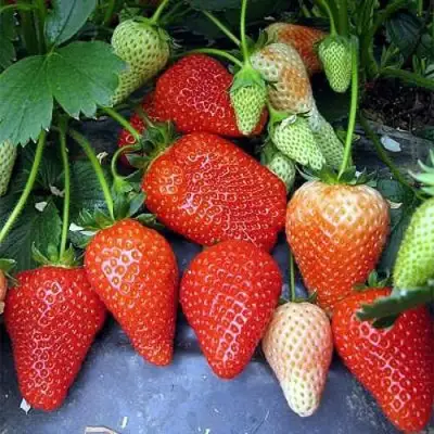 Клубника РОКСАНА в Речице