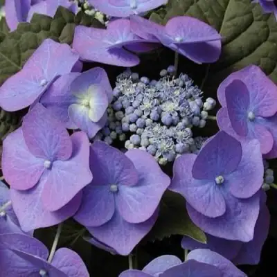 Гортензия БЛАУМАЙС (БЛАУМАЙЗЕ) крупнолистная в Речице