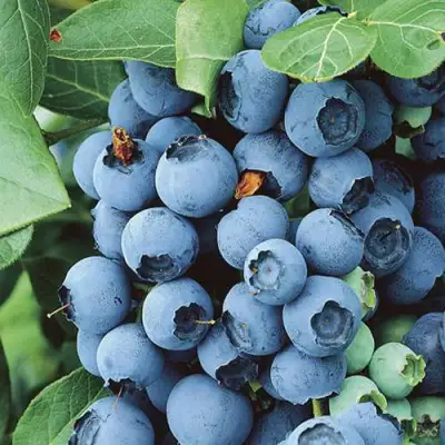 Голубика КОВИЛЛ в Речице