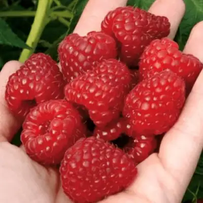 Малина РУБИФОЛ в Речице